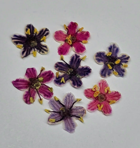 Tiny pressed elderflower