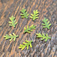 Tiny fern leaves