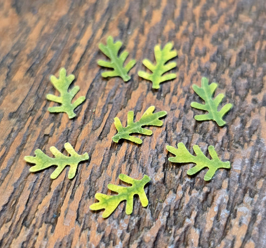 Tiny fern leaves