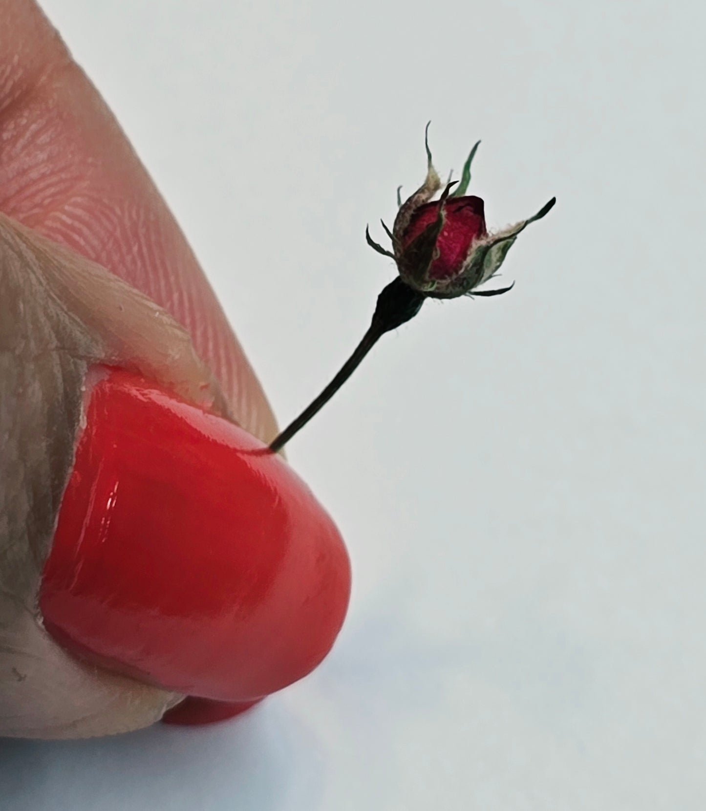 Tiny rose buds