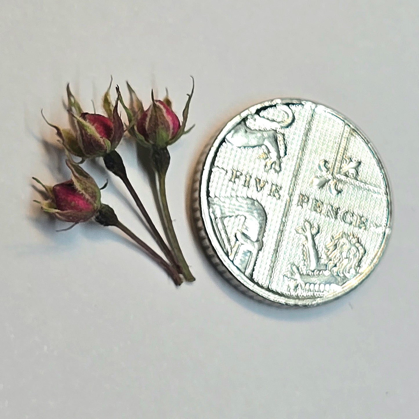 Tiny rose buds