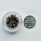 Tiny rose buds