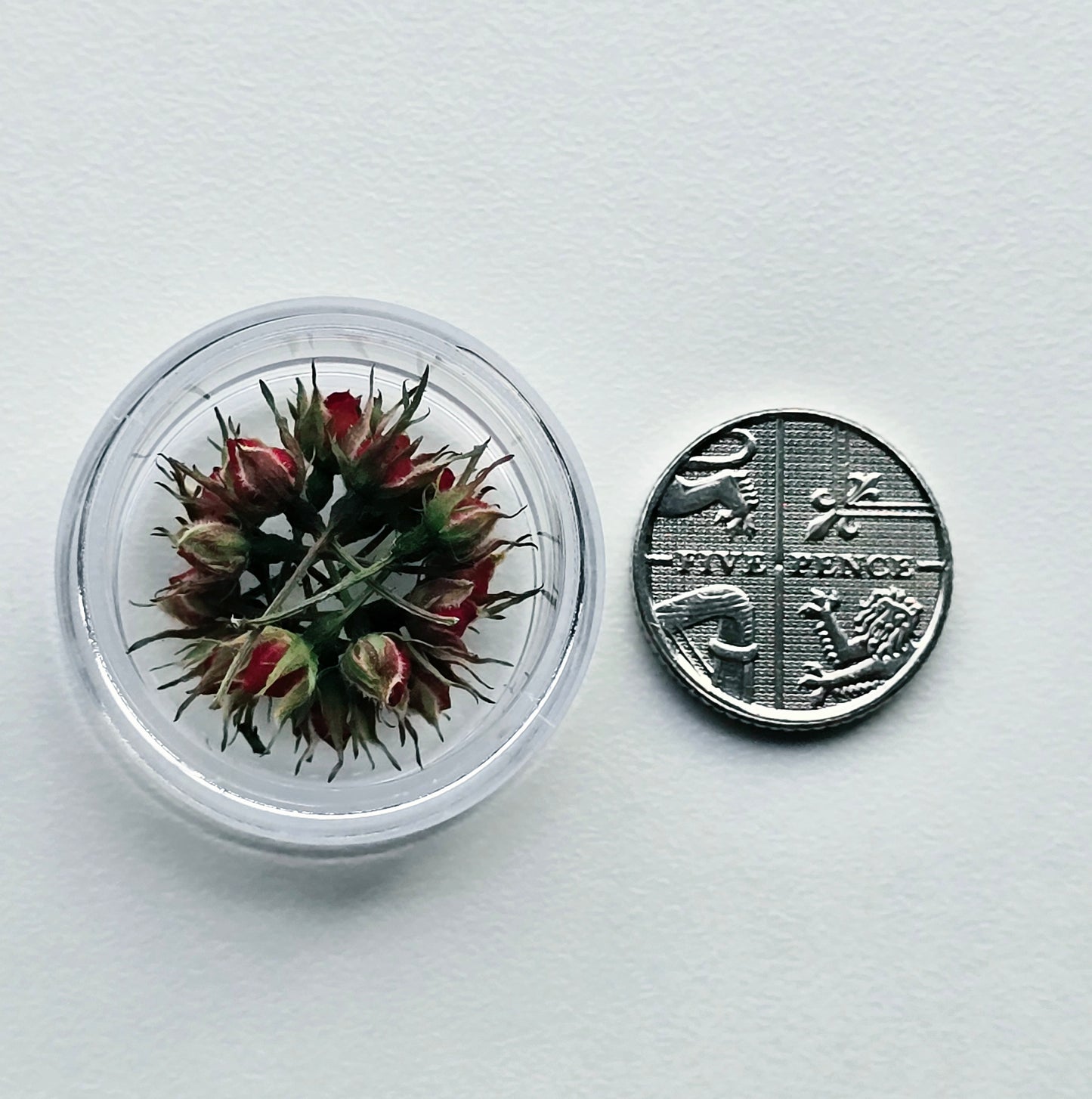 Tiny rose buds