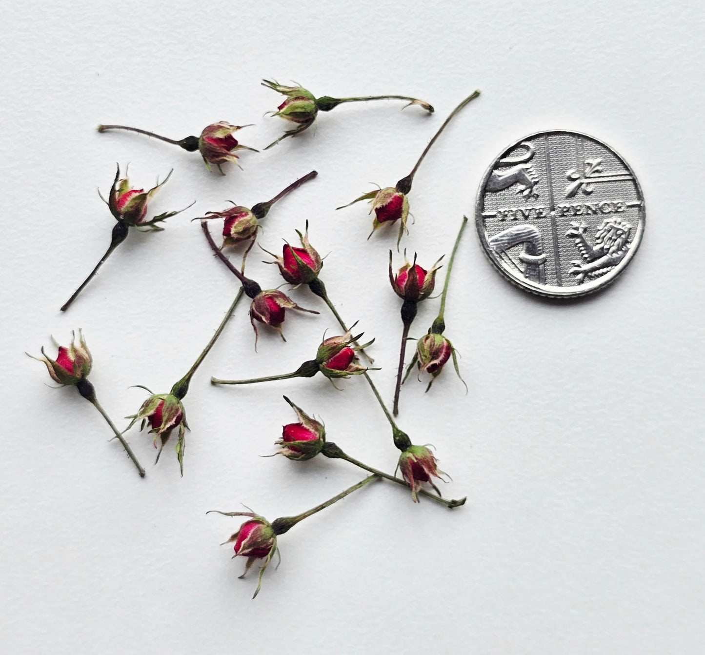Tiny rose buds