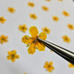 Tiny pressed elderflower