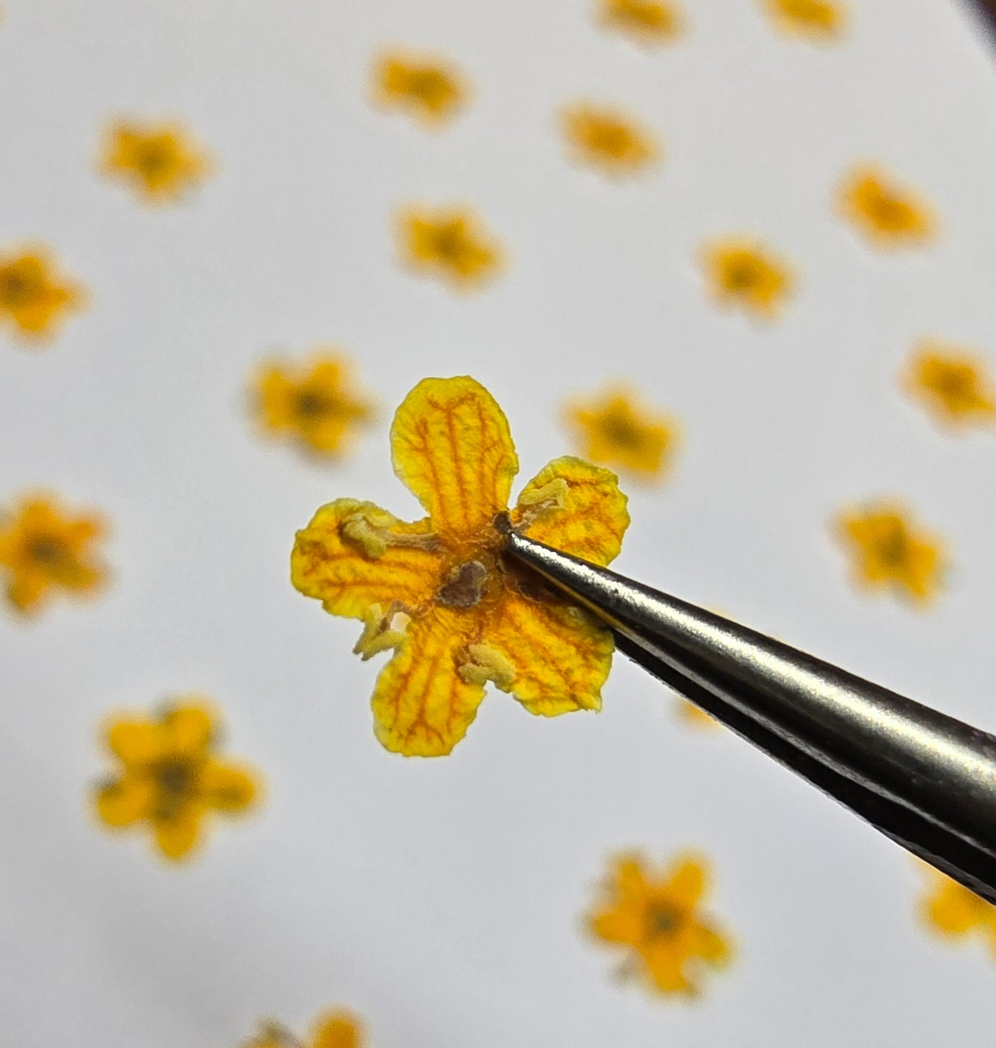 Tiny pressed elderflower