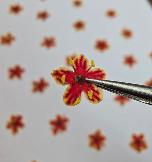 Tiny pressed elderflower