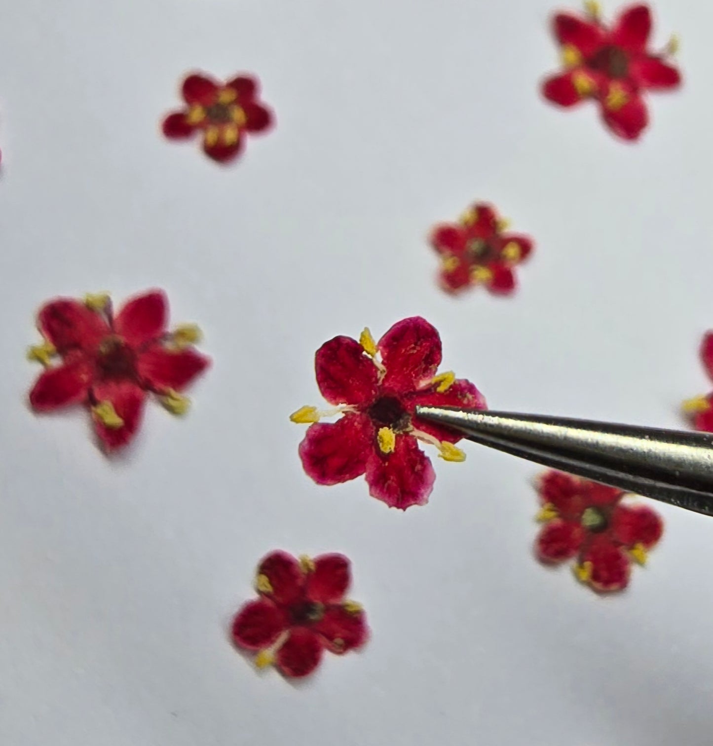 Tiny pressed elderflower