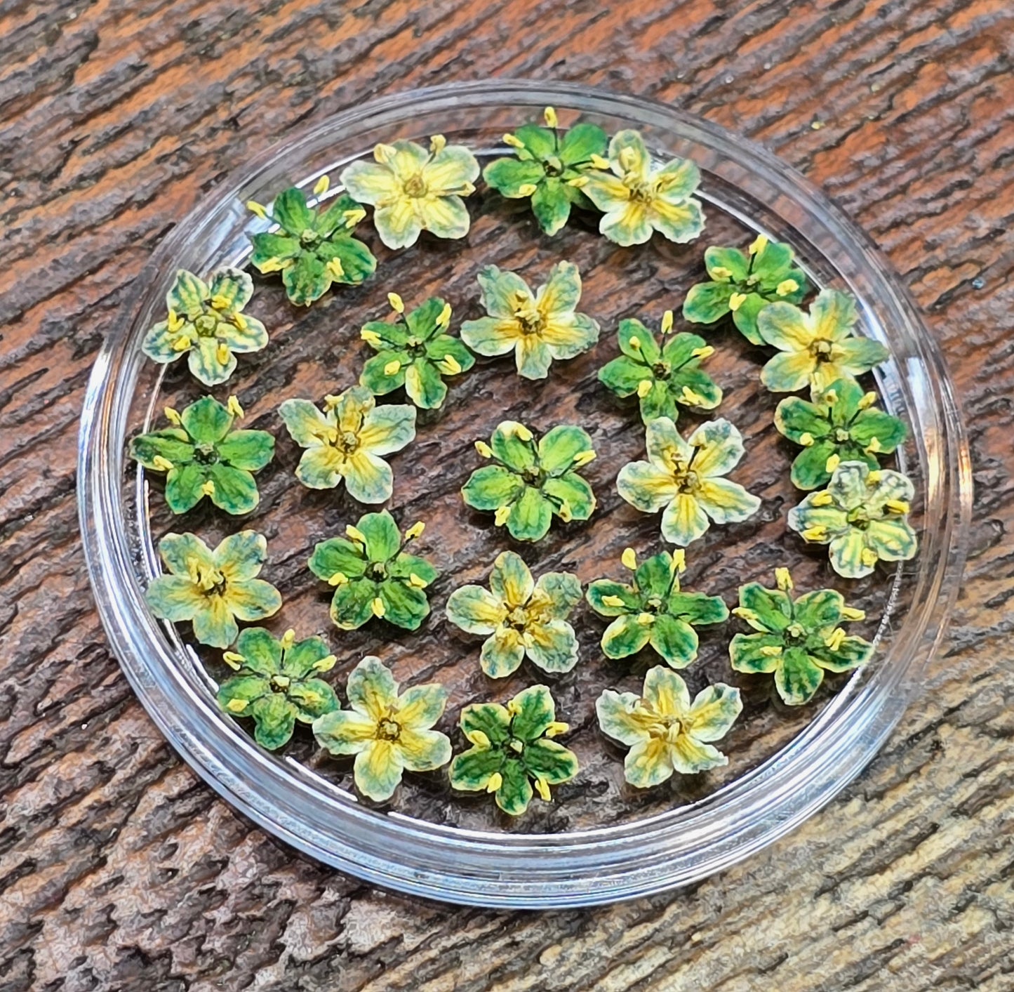 Dyed 3d Elderflower