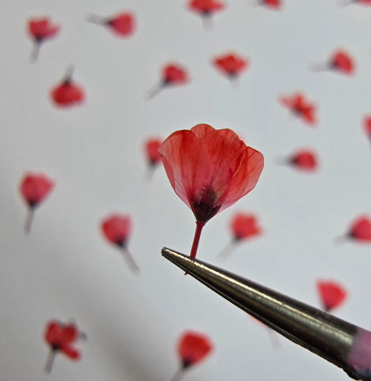 Dyed pressed Japanese blossoms