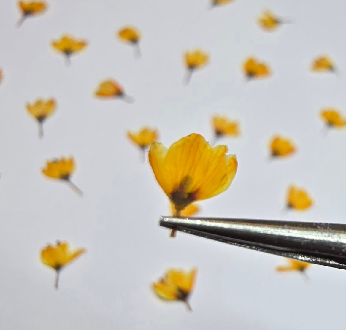 Dyed pressed Japanese blossoms