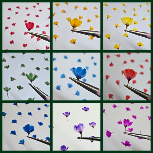 Dyed pressed Japanese blossoms