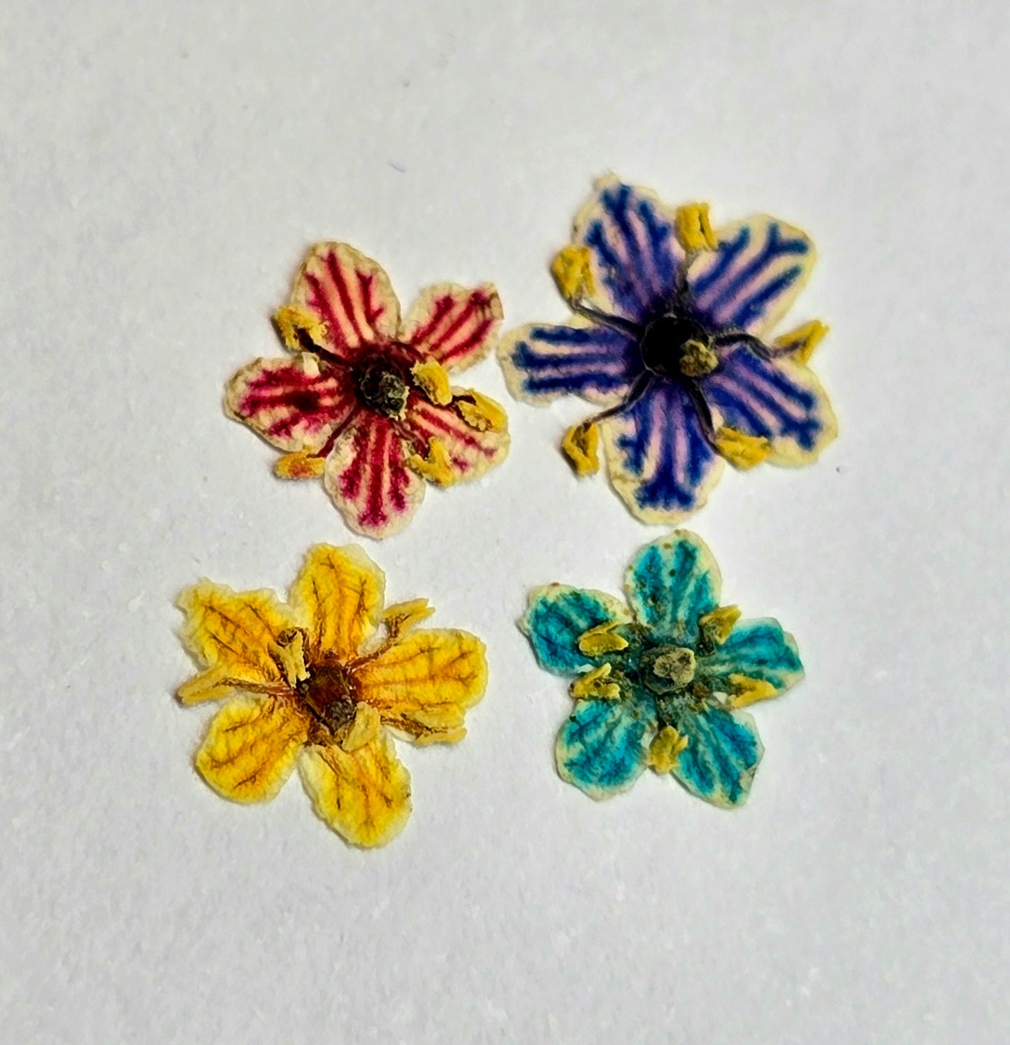 Tiny pressed elderflower