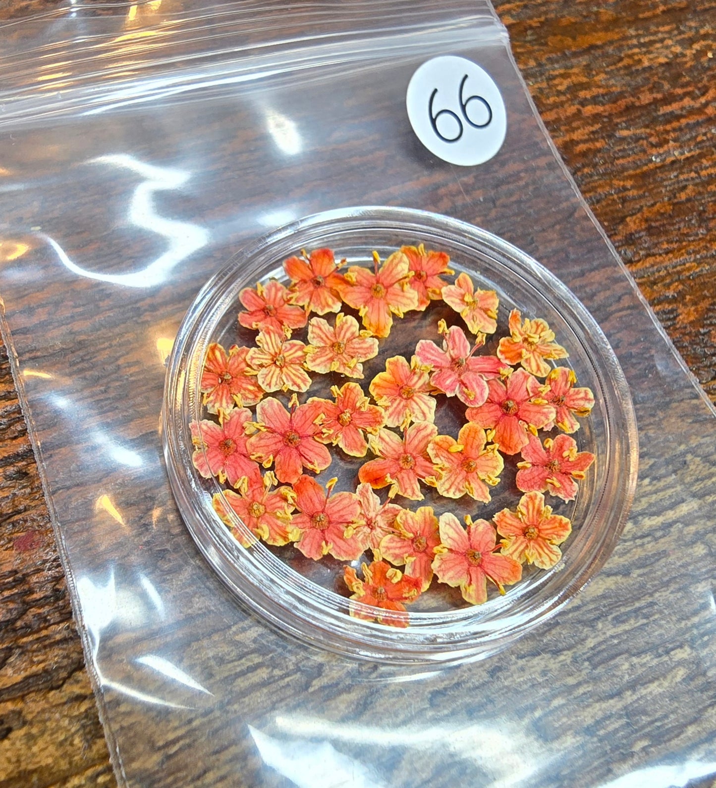 SPECIAL 3D elderflowers