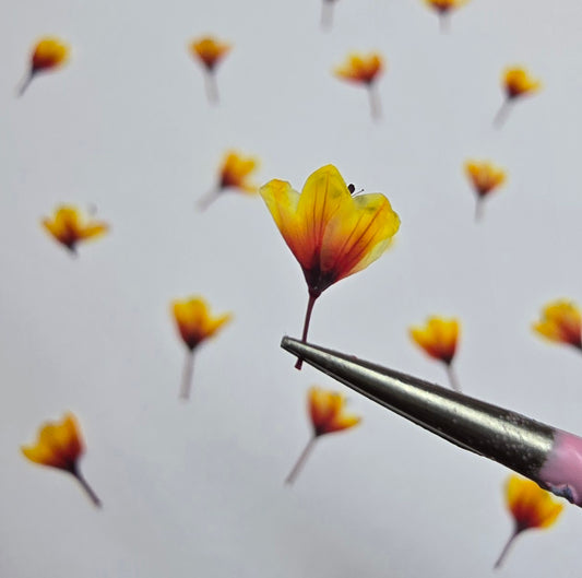 Dyed pressed Japanese blossoms