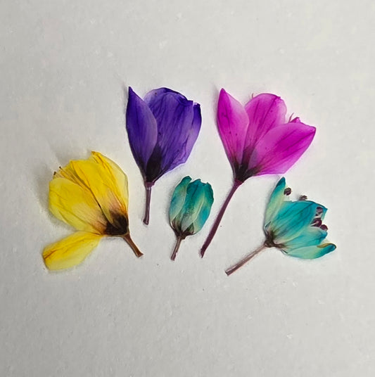 Dyed pressed Japanese blossoms