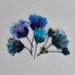 Tiny pressed gypsophila