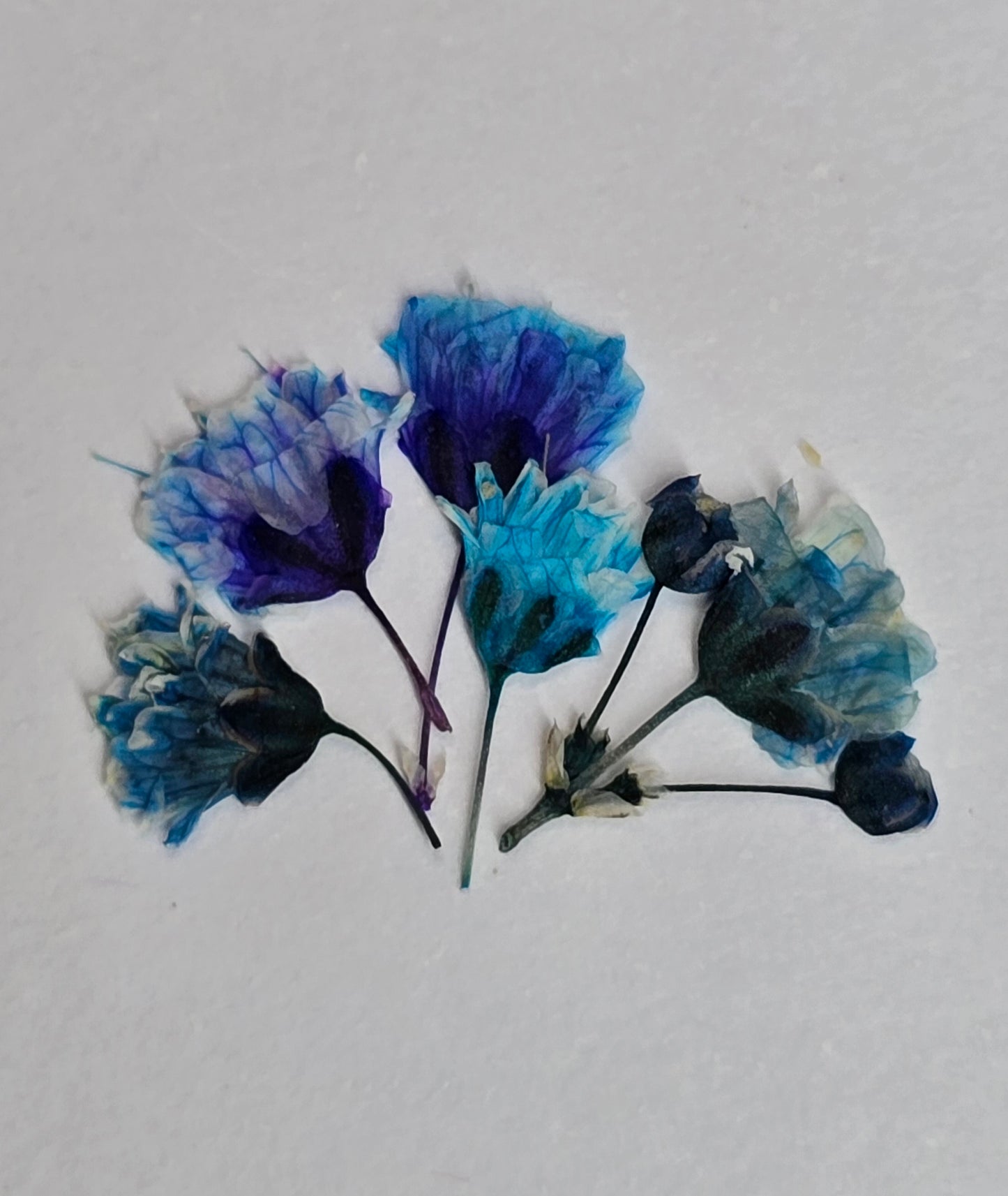 Tiny pressed gypsophila