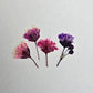 Tiny pressed gypsophila