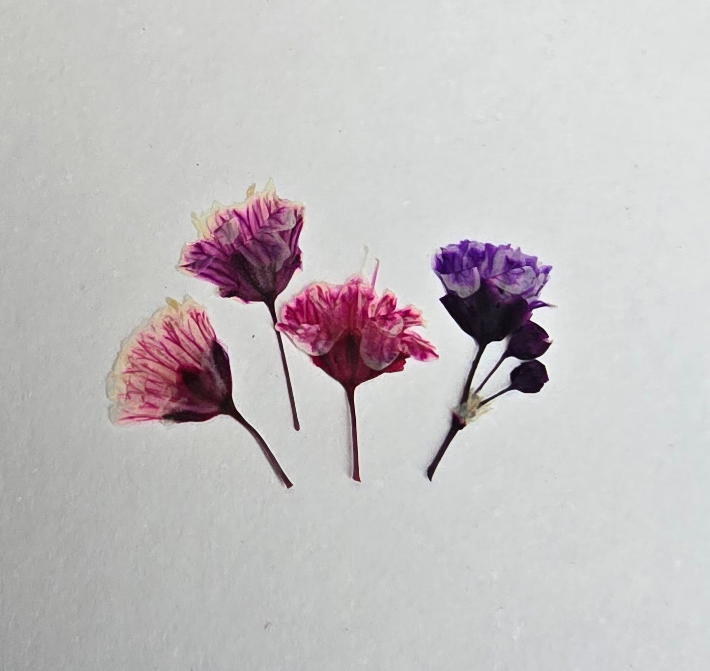 Tiny pressed gypsophila