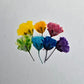 Tiny pressed gypsophila
