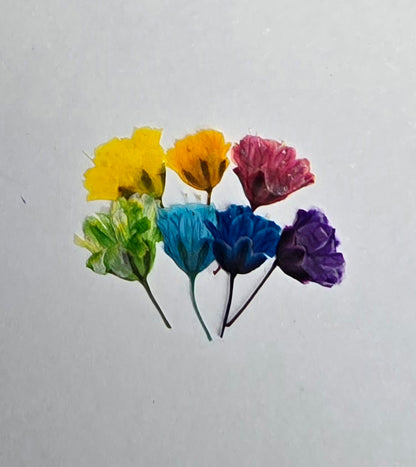 Tiny pressed gypsophila