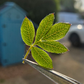 Tiny leaf fans