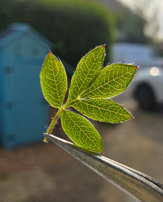 Tiny leaf fans