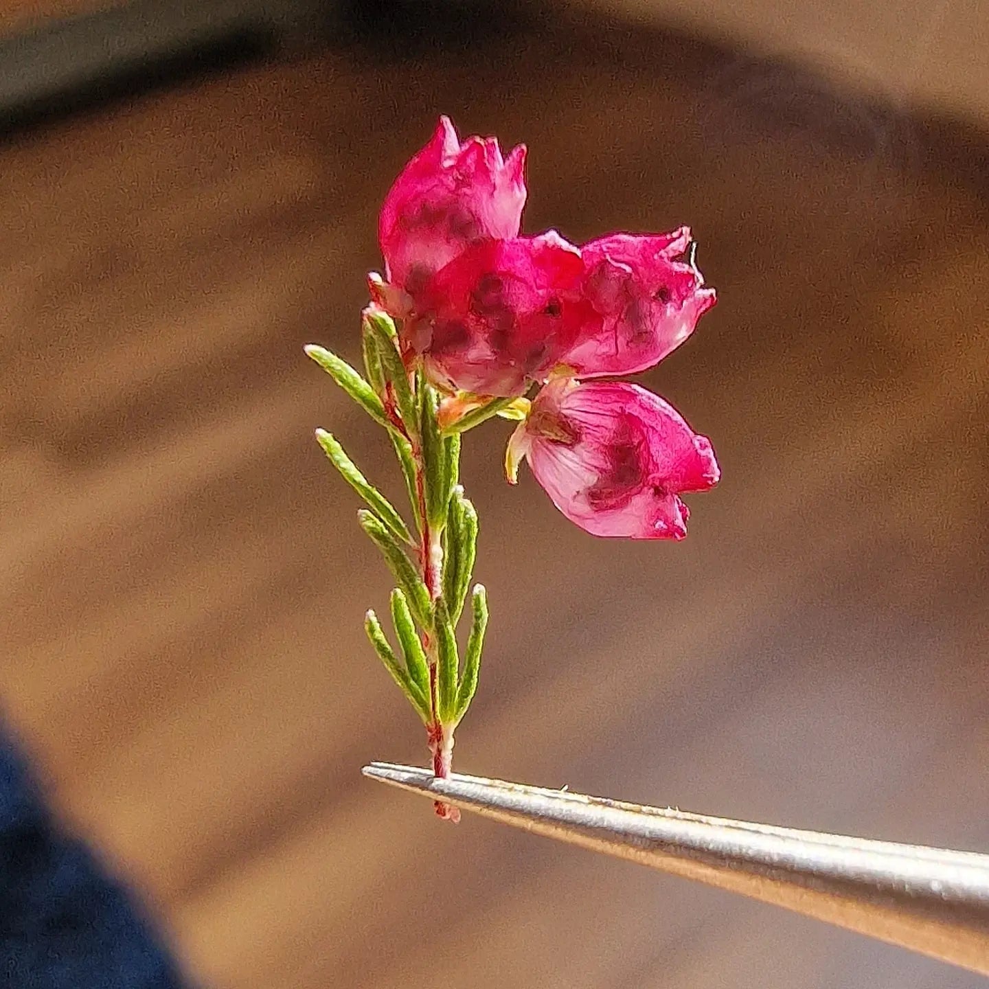 Cherry fireworks