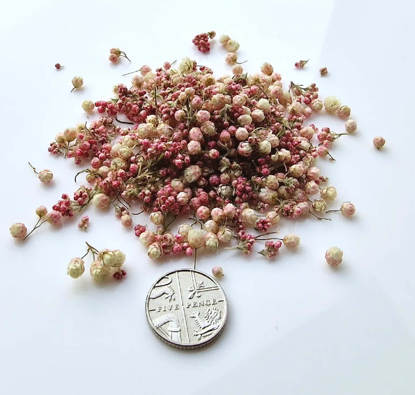 Rice Flower confetti