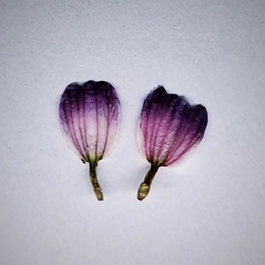 Tulip petals