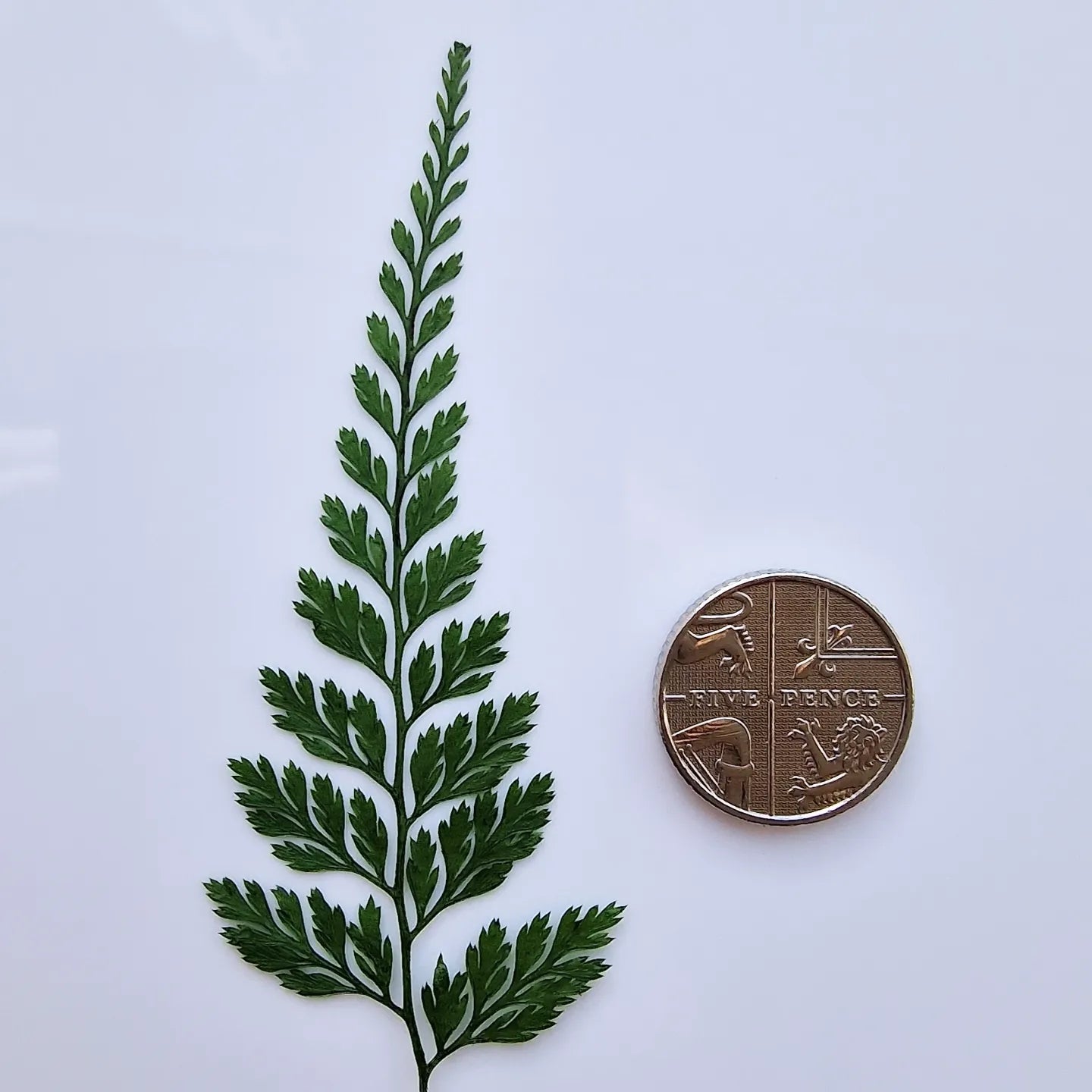 Dyed Morris fern