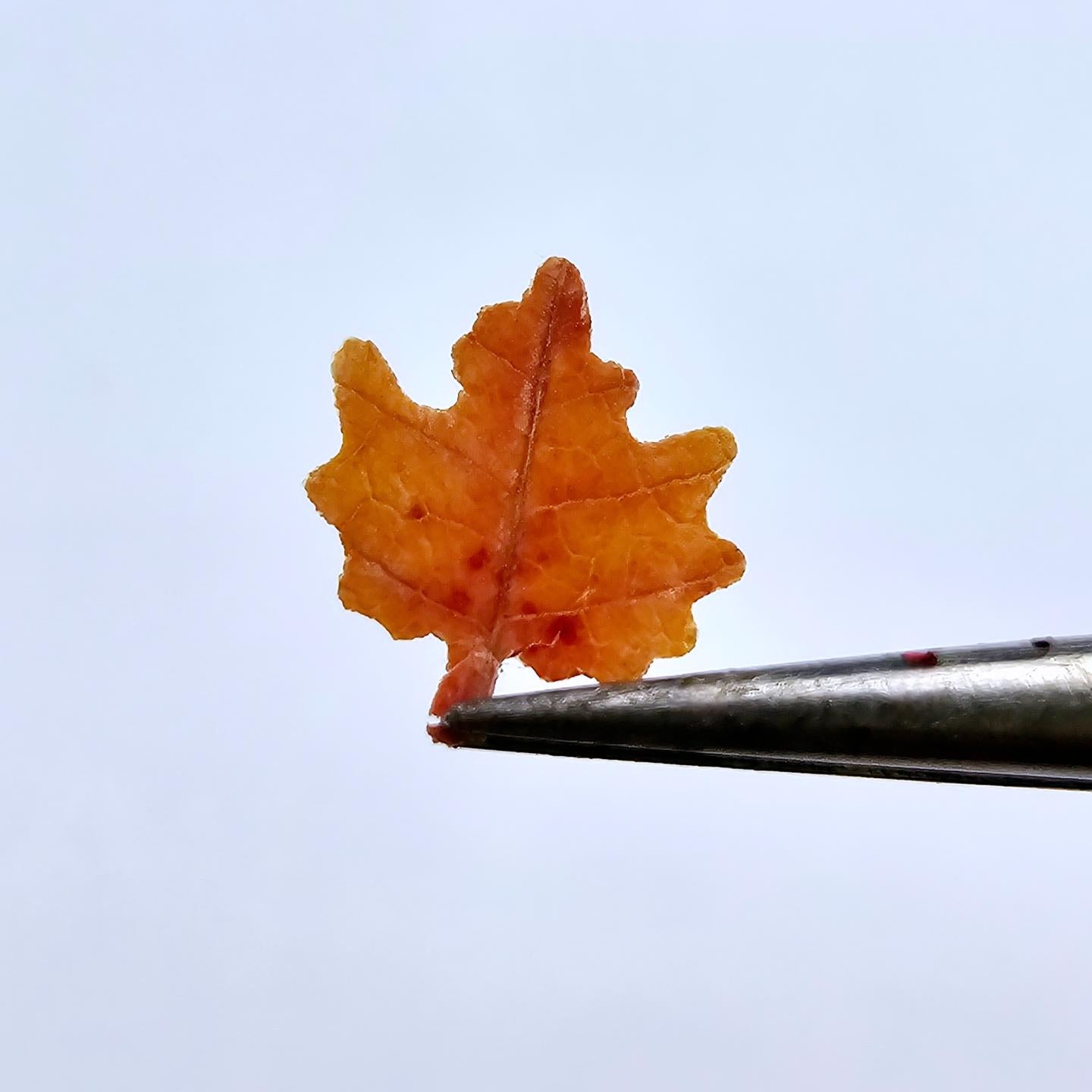 Tiny maple leaves