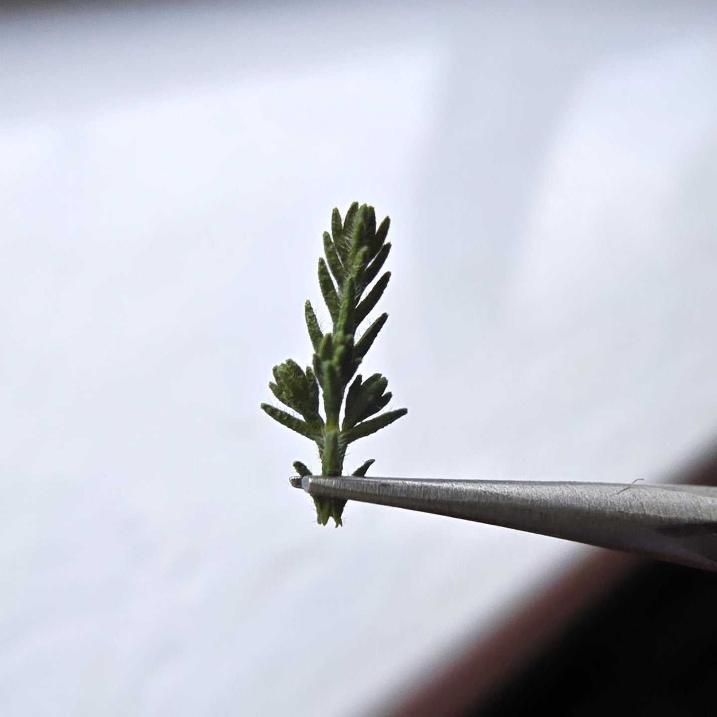 Miniature Christmas trees branches