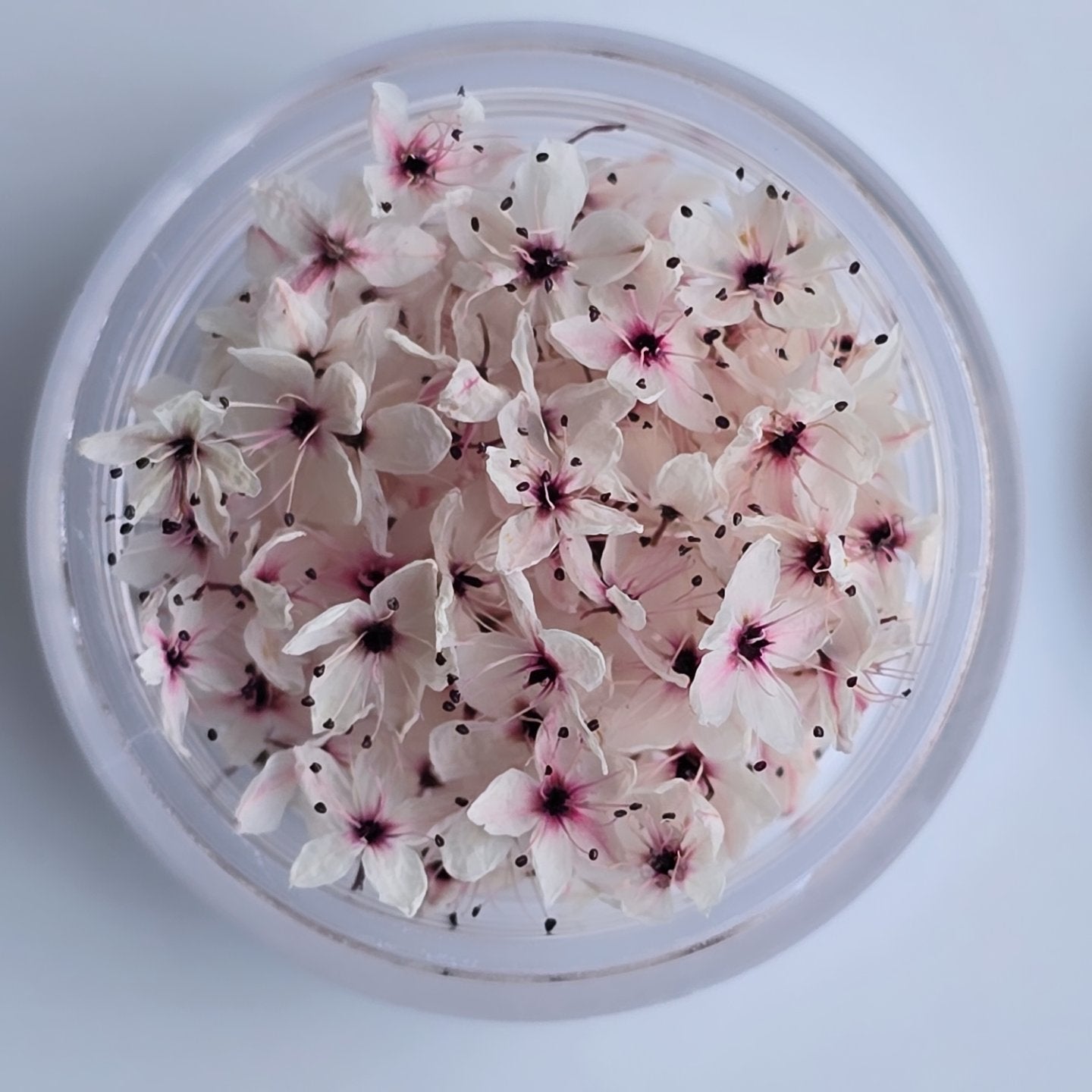 Japanese blossoms in bloom