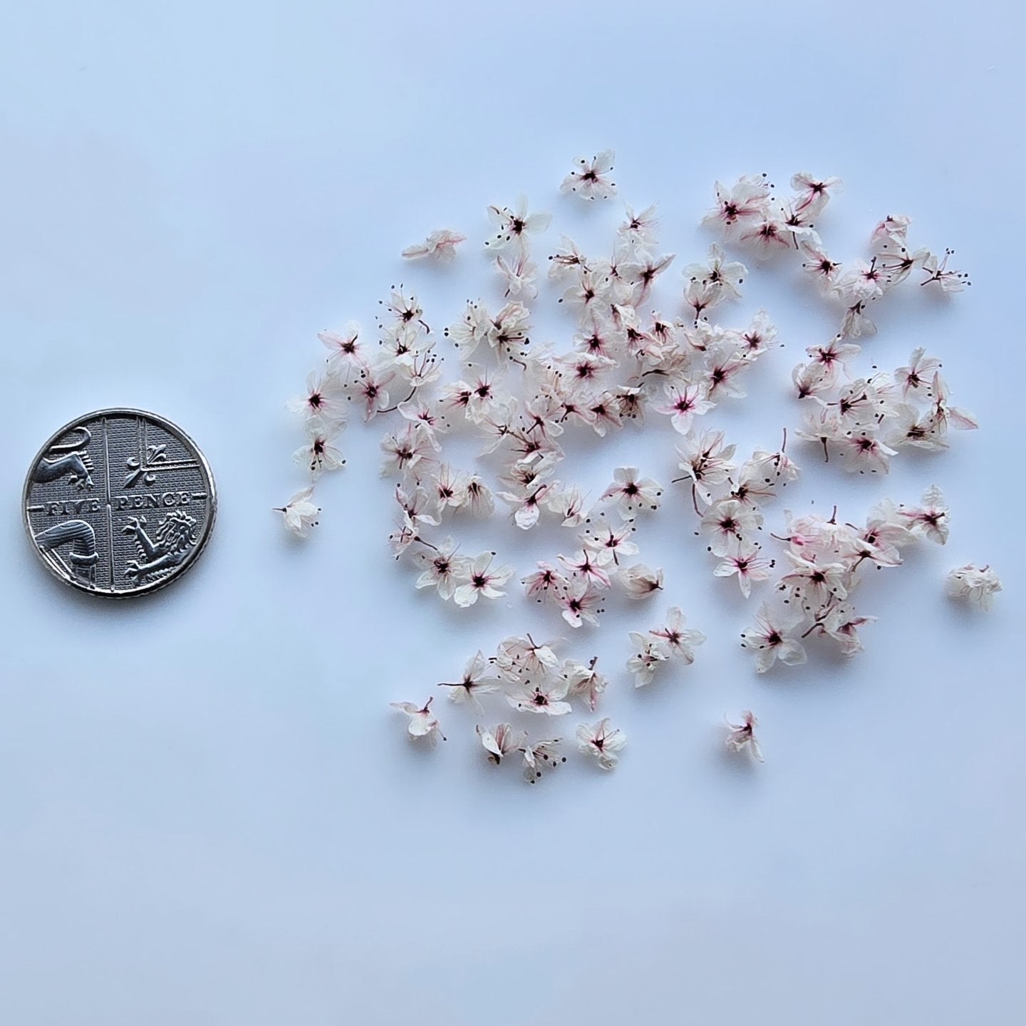 Japanese blossoms in bloom