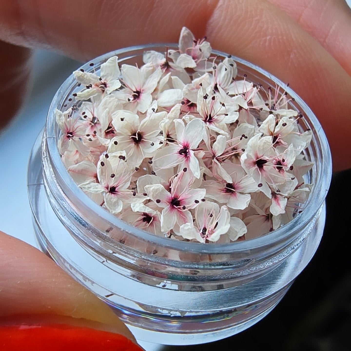 Japanese blossoms in bloom