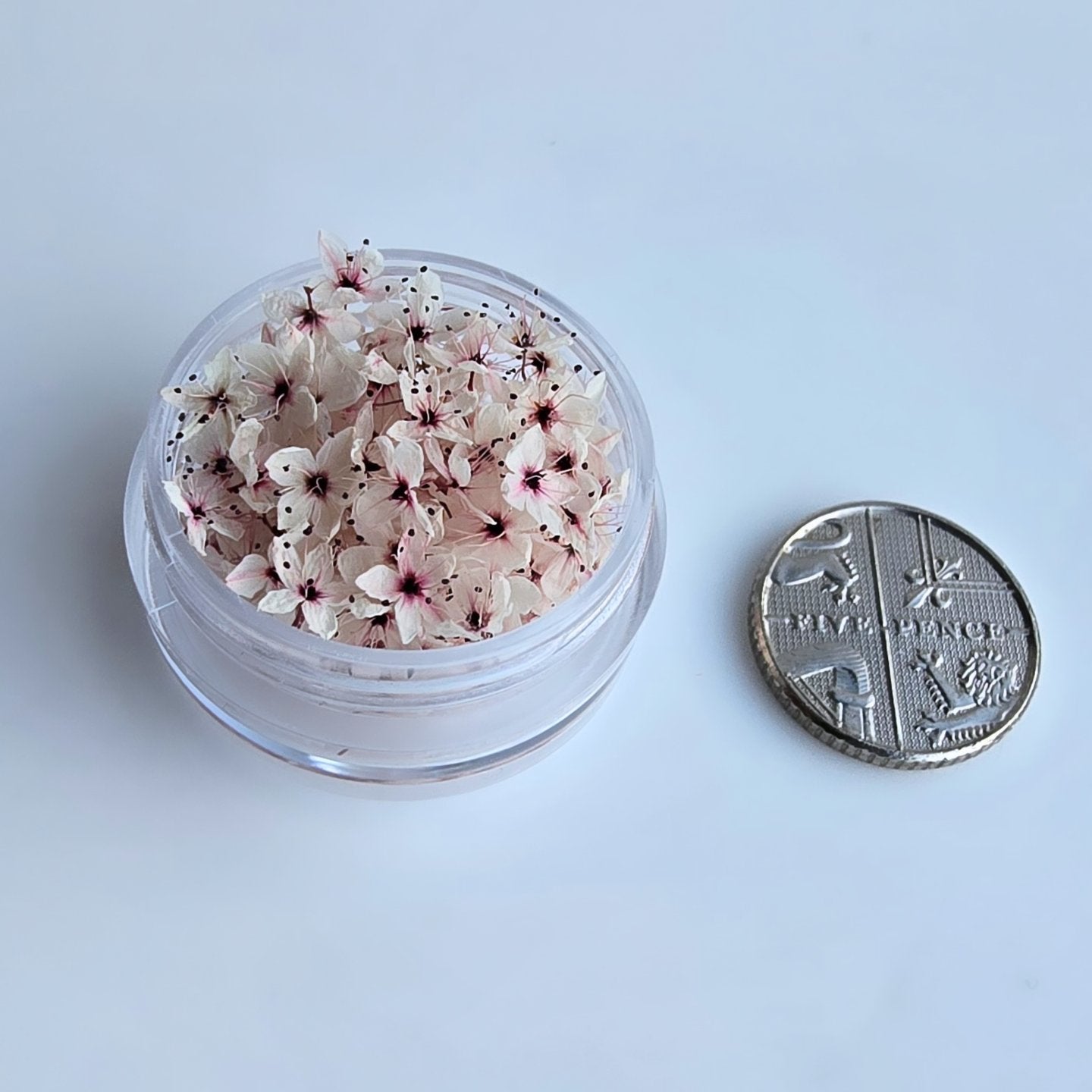 Japanese blossoms in bloom