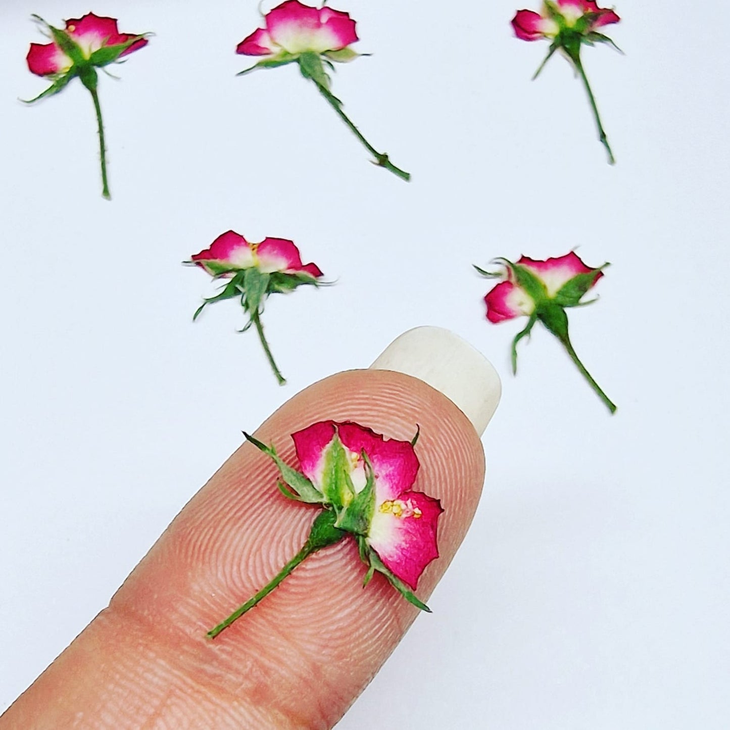 Tiny roses