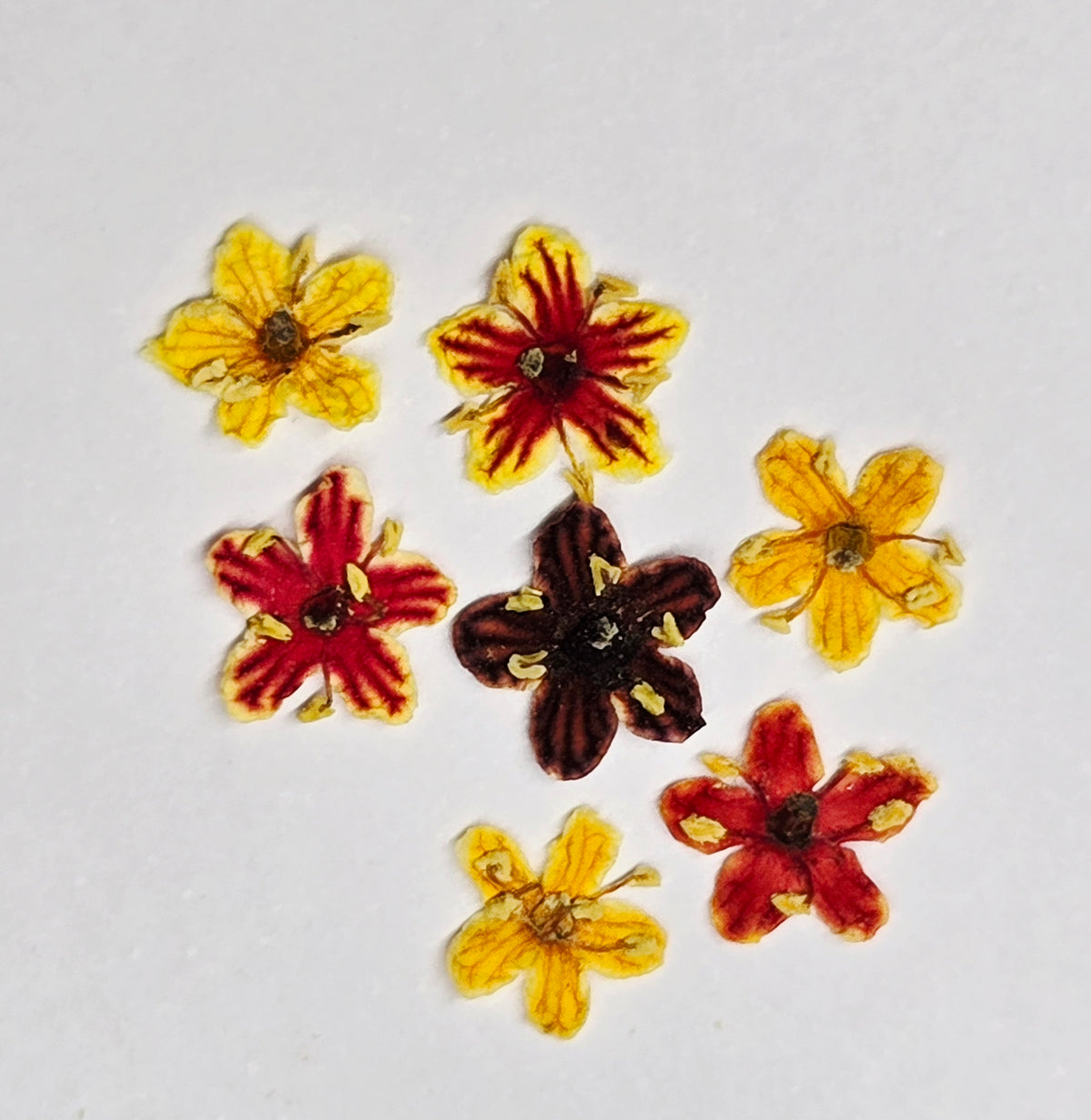 Tiny pressed elderflower