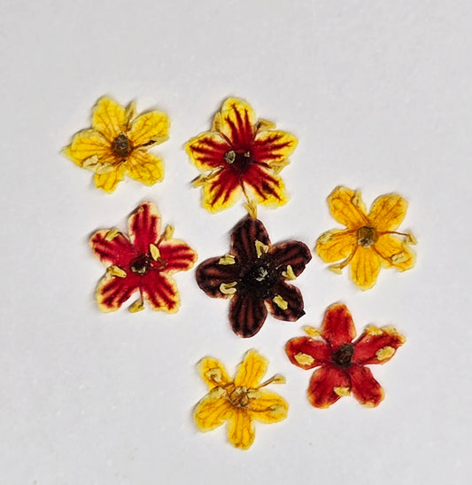 Tiny pressed elderflower