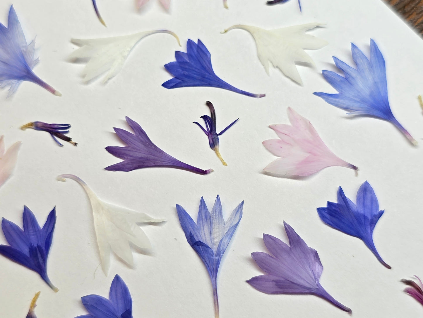 Cornflower petals