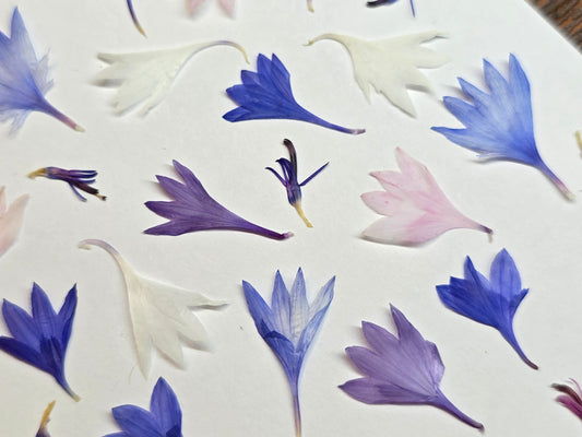 Cornflower petals
