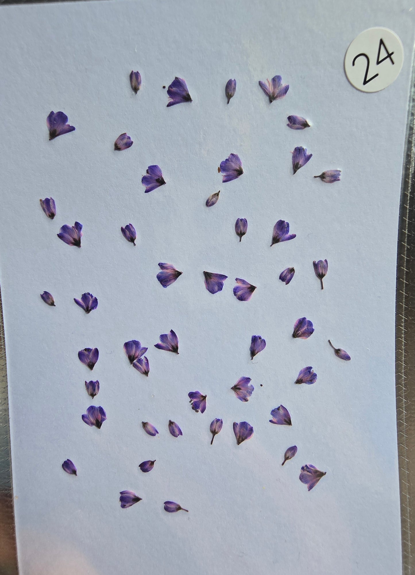 SPECIAL Japanese blossoms