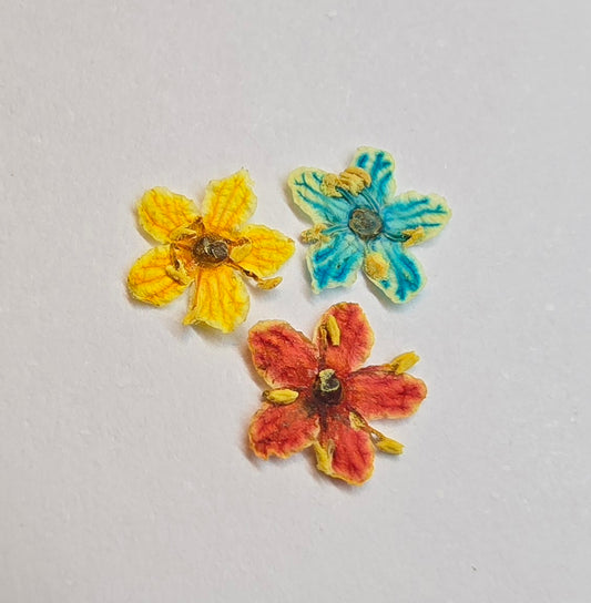 Tiny pressed elderflower