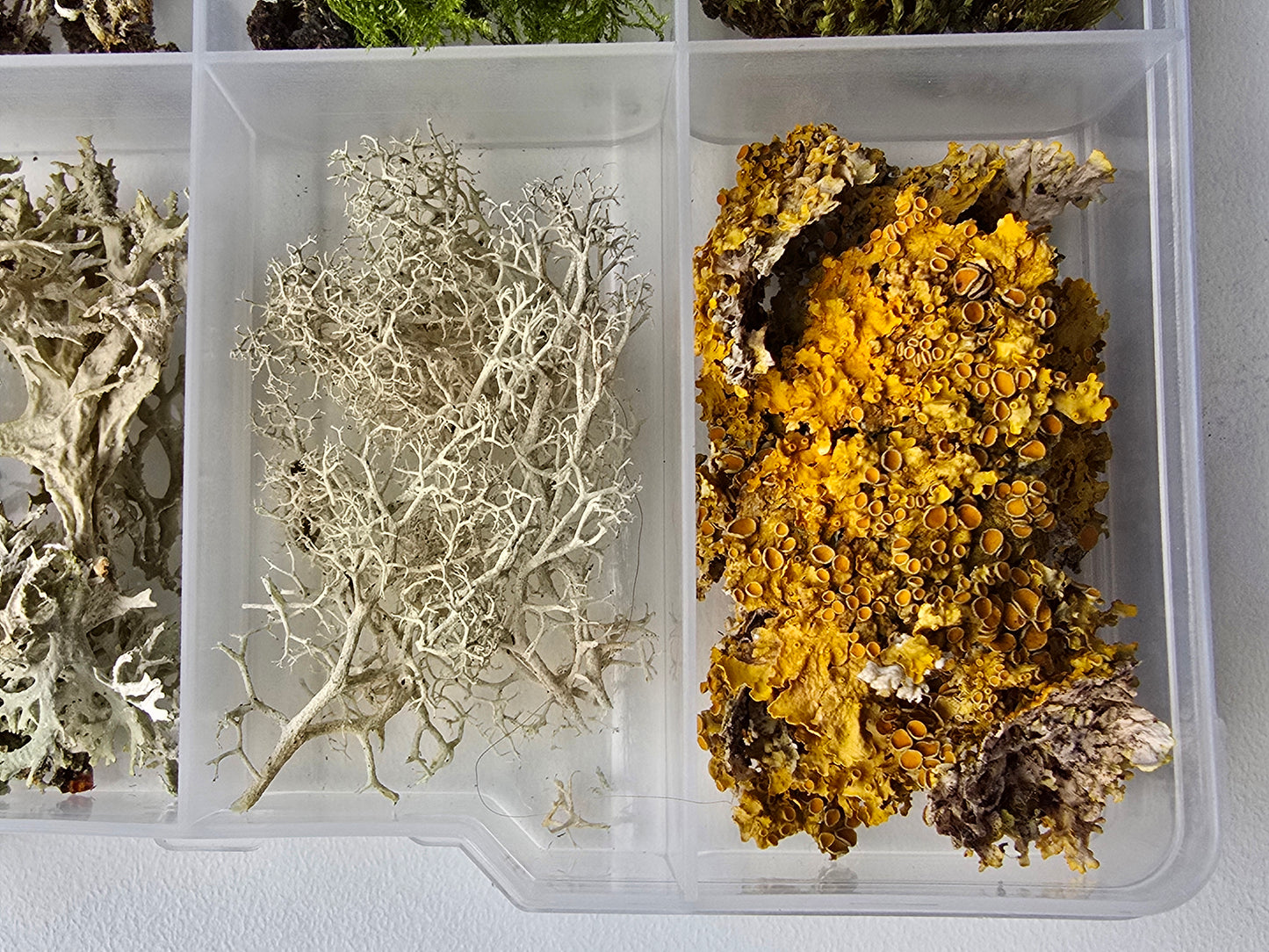 Lichen texture box