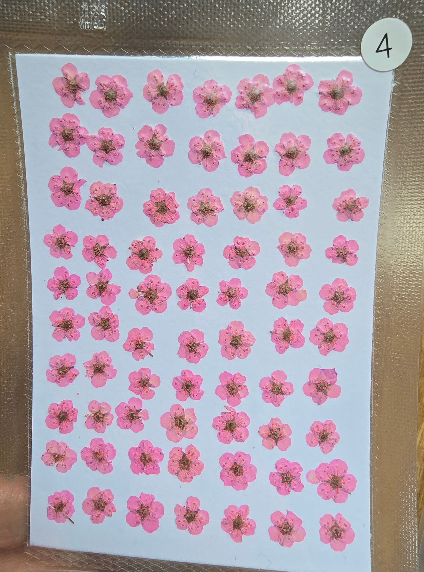 B GRADE cherry blossoms