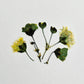 Tiny pressed gypsophila