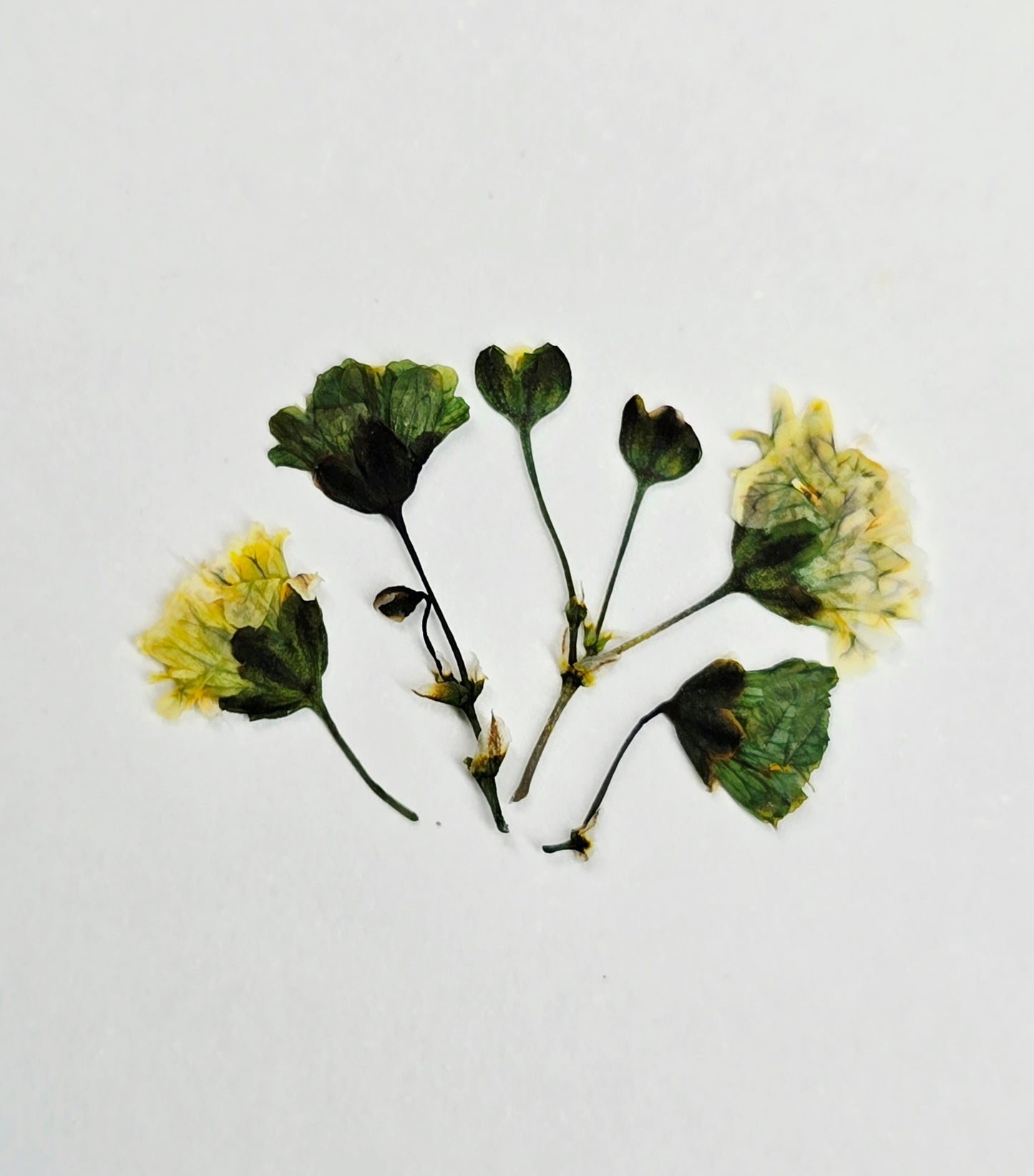 Tiny pressed gypsophila