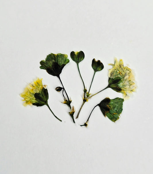 Tiny pressed gypsophila
